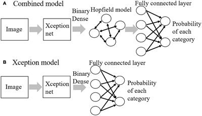 Recurrent Connections Might Be Important for Hierarchical Categorization